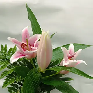 Ramo Lilium Oriental rosa