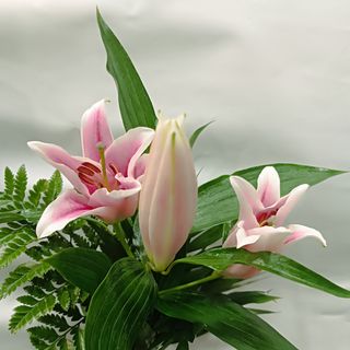 Ramo Lilium Oriental rosa