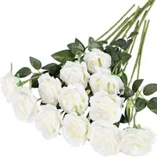 10 Rose bianche