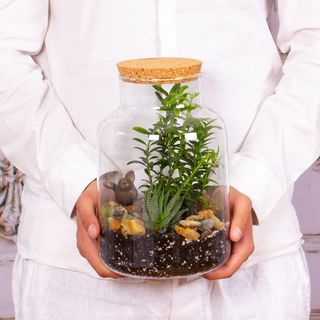 Terariu cu euonymus si aloe