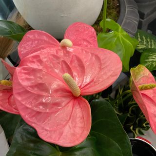 Anthurium Rosa 17