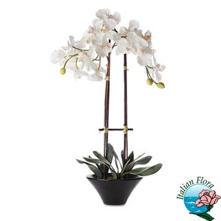 Pianta di orchidea phalaenopsis bianca