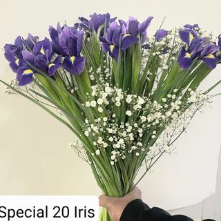 Special Iris