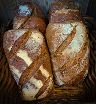 Paine taraneasca secara