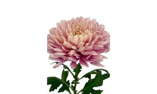 ქრიზანთემა ვარდისფერი 1 ცალი