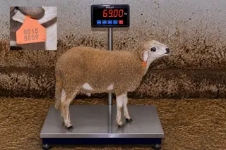 00155058 - 69 Kg