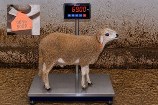 00155058 - 69 Kg