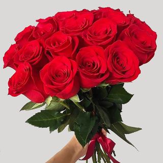 წითელი ჰოლანდიური ვარდები (21)