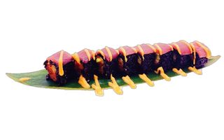 Black spicy tuna - 8 pezzi