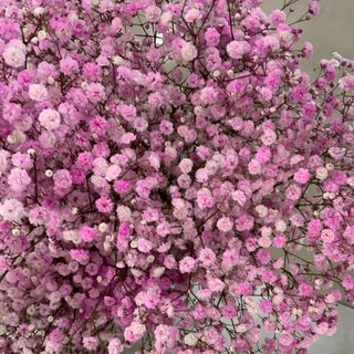 Paniculata Rosa 4 unidas