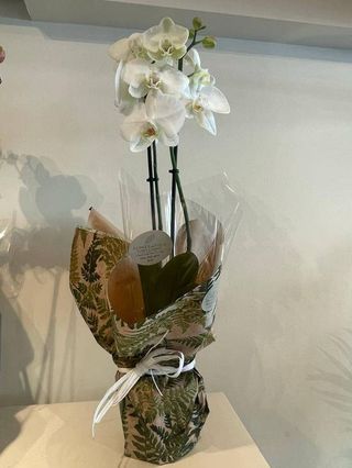 Orquídea Média