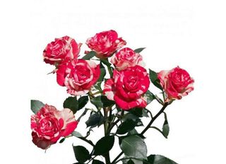 7 Спрей рози, розово-бели