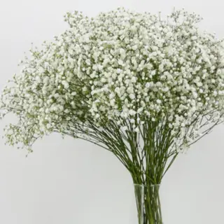 Paquete De Paniculata Blanca