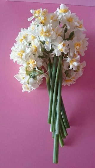 ნარცისი