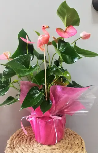 Anthurium Rosa