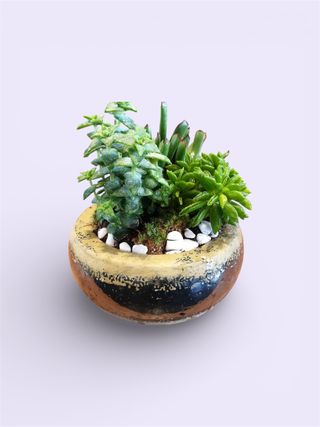Green Balance, Aranjament cu Suculente Mix în Vas Ceramic Decorativ