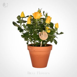 Trandafiri În Ghiveci – Miniroze