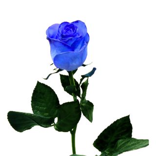 Rosa Azul (ROSAFAN)