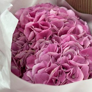 Гортензія рожева