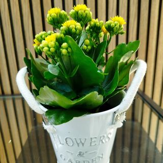 Kalanchoe amarillo 