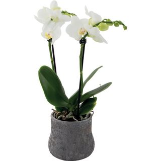Orchidea bianca con vaso in ceramica 2 rami 