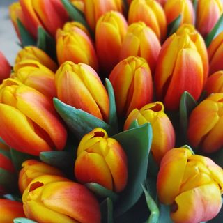 Ramo 10 tulipanes BICOLOR