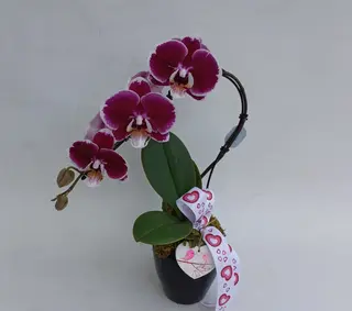 Orchidea Swan