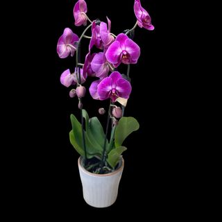 Orhidee ciclam in vas ceramic
