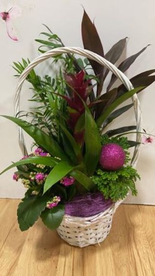 Cesta Plantas Variadas