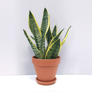 Sanseveria