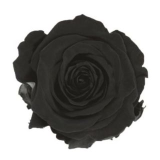 Rosa preservada negra