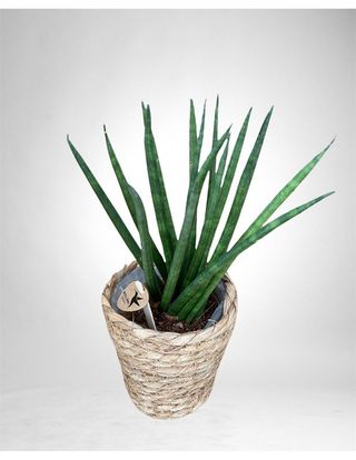 Pianta di sansevieria con cestino
