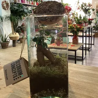 Terrario 