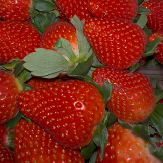 NOU Clătite cu Nutella și Căpșune (fruct)