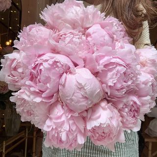 The Pink Peony Dream 
