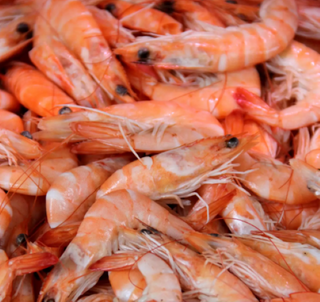 Gamba Cozida 100GR