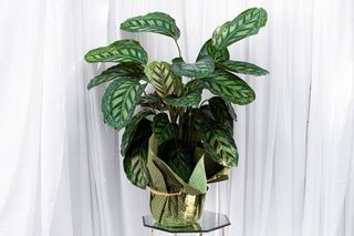 Calathea mare