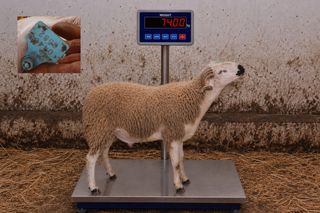 04466582 - 74 Kg