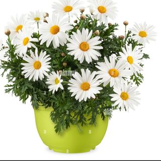 PIANTA DI MARGHERITA