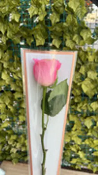 Rose Rose