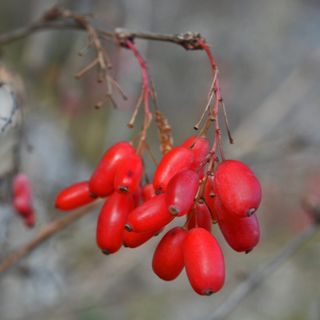 Сидр Барбарис