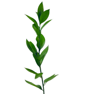 Ruscus  (Por unidad/No es un ramo/No bouquet) 