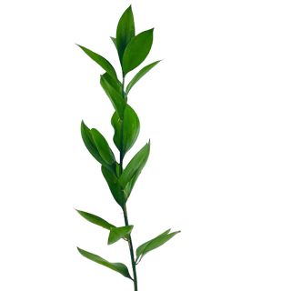 Ruscus  (Por unidad/No es un ramo/No bouquet) 