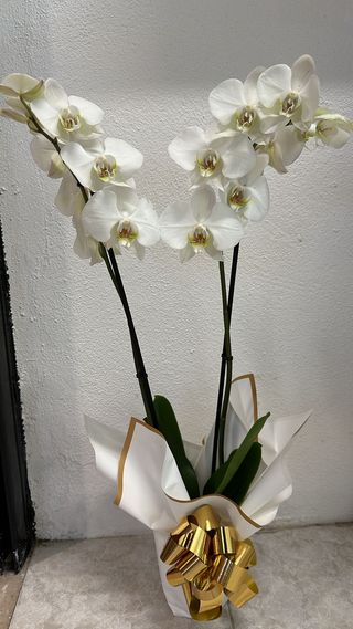 Elegante Orquidea