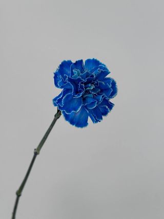 Діантус блакитний, 1 шт.
