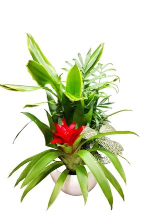 Composizione di piante piccola 