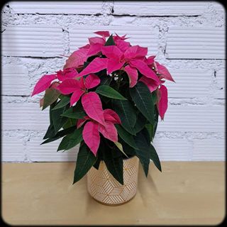 Poinsettia  Rosa