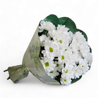 Atado de Margaridas Brancas 