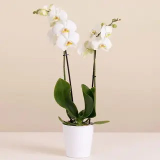 Orchidea bianca