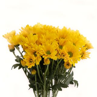 Margaritas amarillas y blancas 